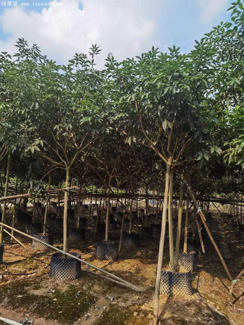 風(fēng)鈴木 風(fēng)鈴木