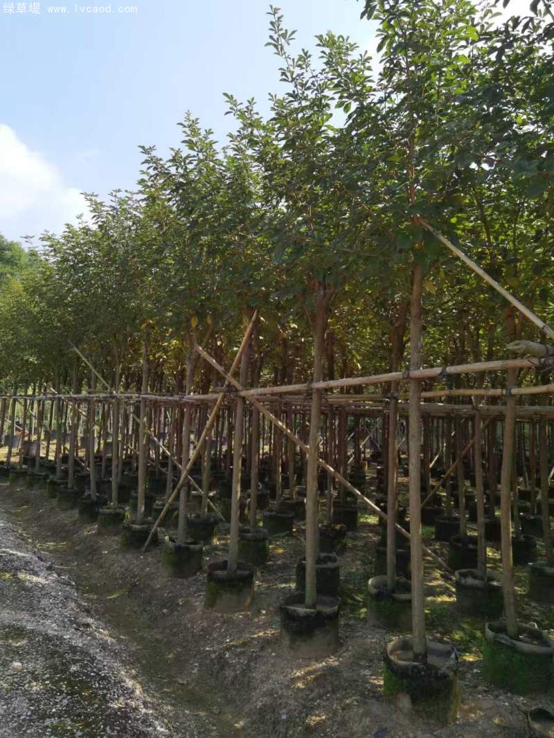 風(fēng)鈴木 風(fēng)鈴木