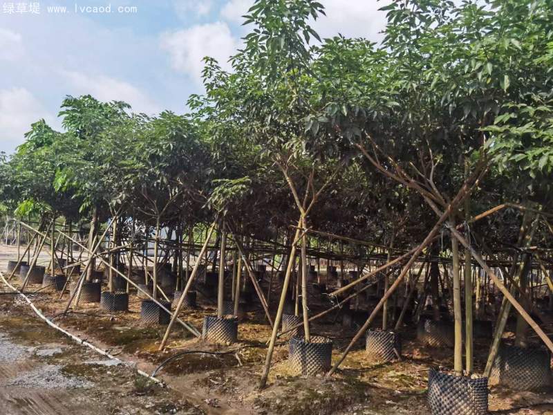 風(fēng)鈴木 風(fēng)鈴木