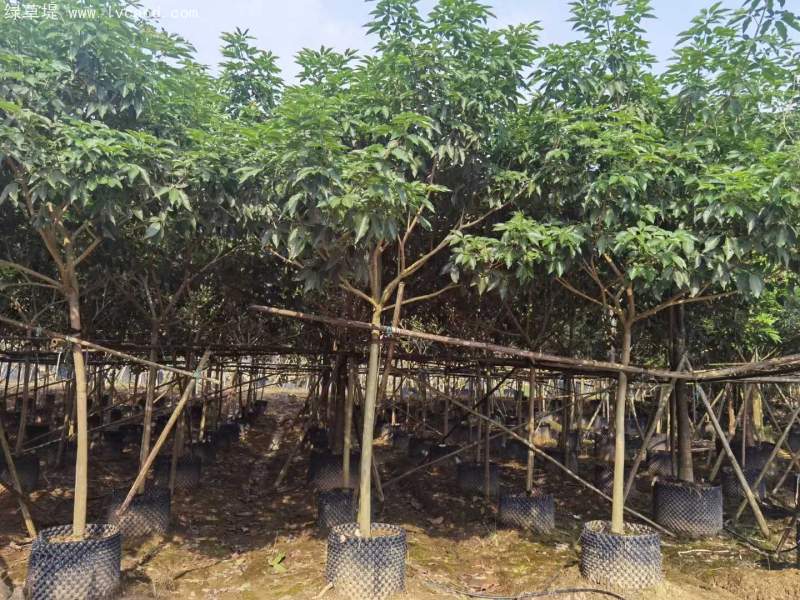 風(fēng)鈴木 風(fēng)鈴木