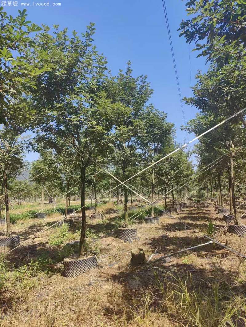 風(fēng)鈴木 風(fēng)鈴木