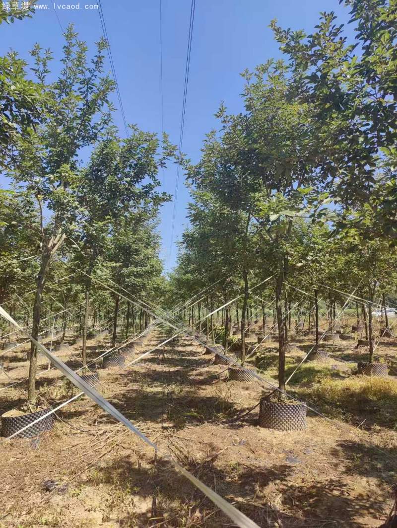 風(fēng)鈴木 風(fēng)鈴木