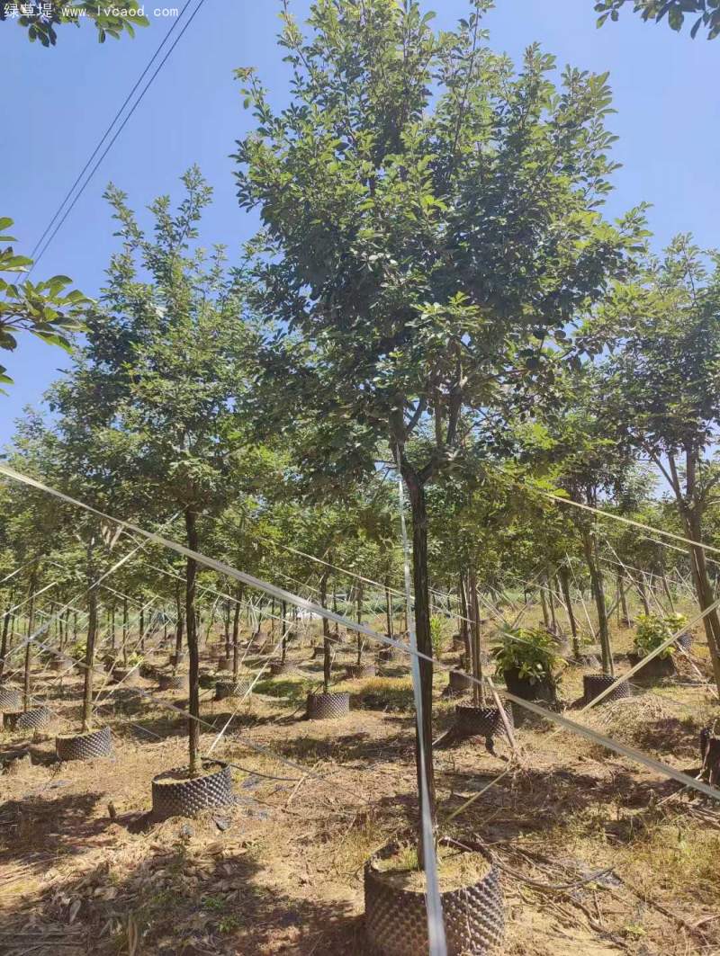 風(fēng)鈴木 風(fēng)鈴木