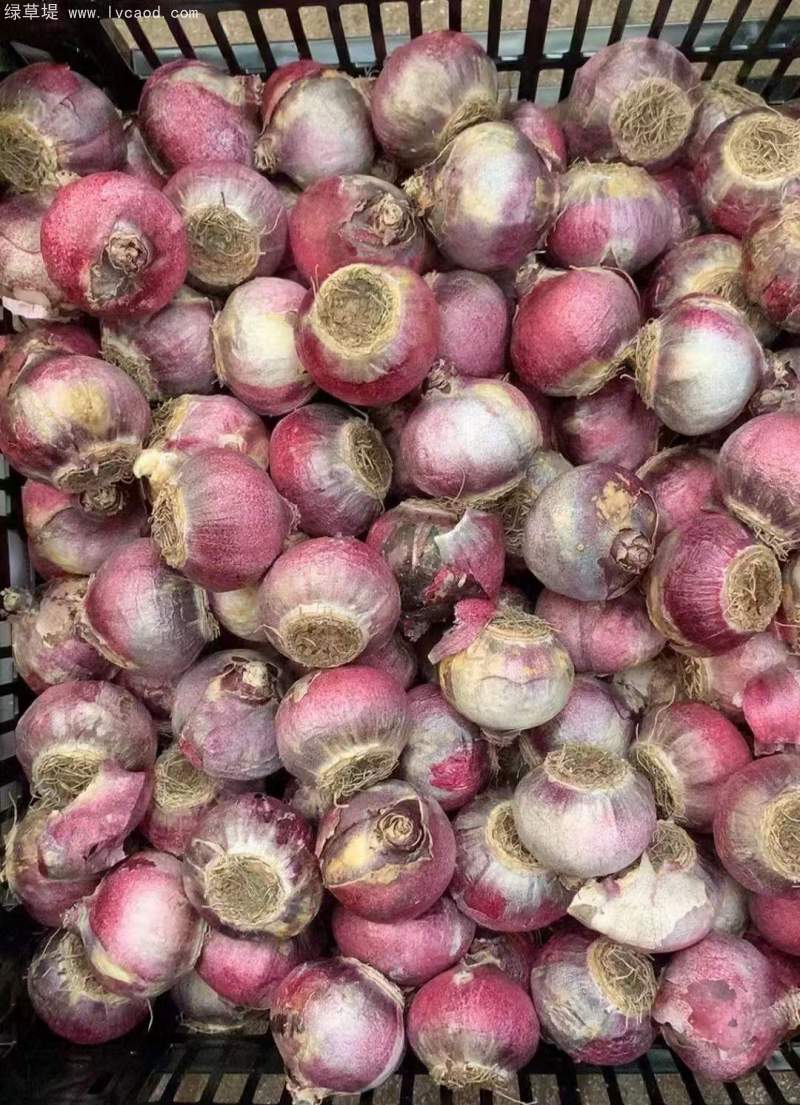 風(fēng)信子種球種根