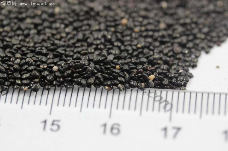 雞冠花種子 雞冠花種子