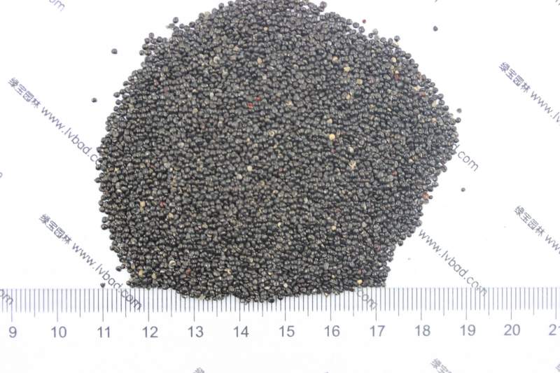 雞冠花種子 雞冠花種子