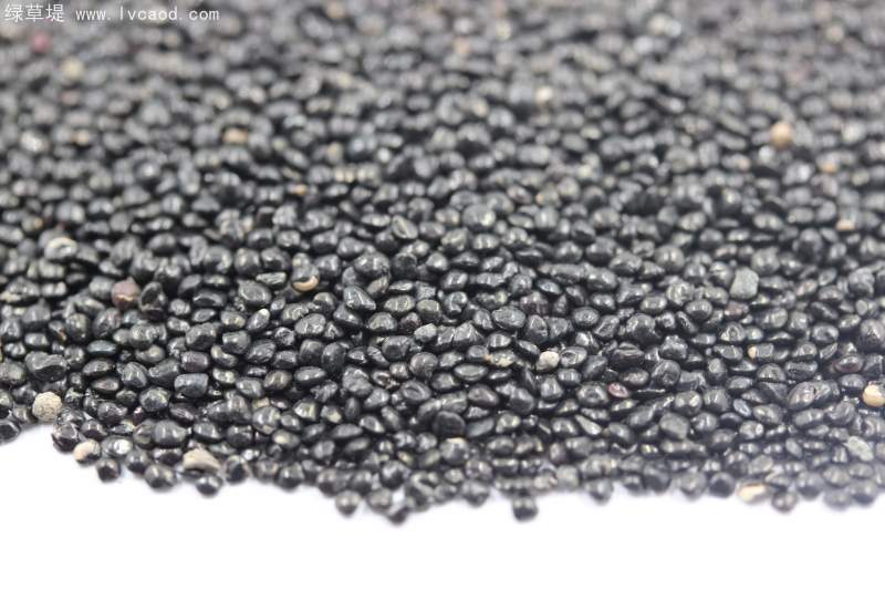 雞冠花種子 雞冠花種子