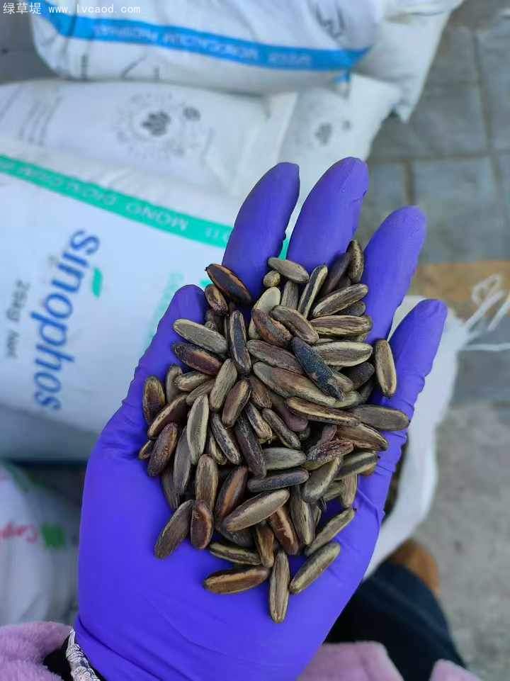 鳳凰木種子 鳳凰木種子