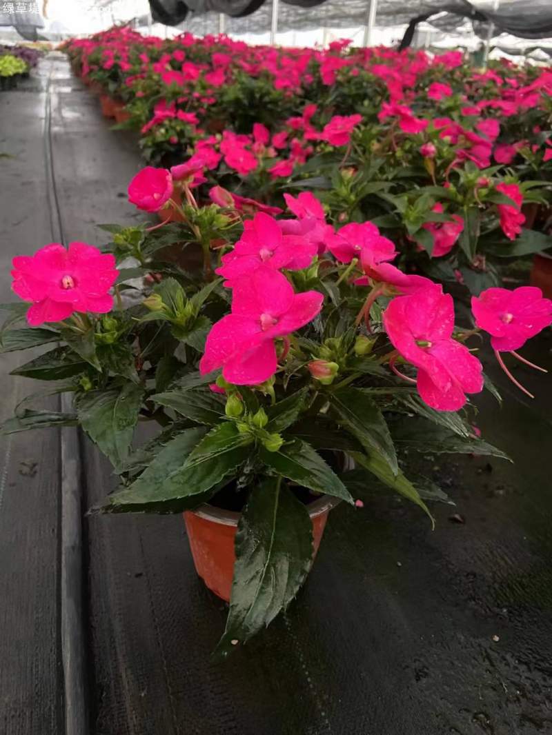 鳳仙花盆栽容器苗 鳳仙花盆栽容器苗