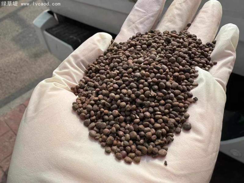 鳳仙花種子 鳳仙花種子