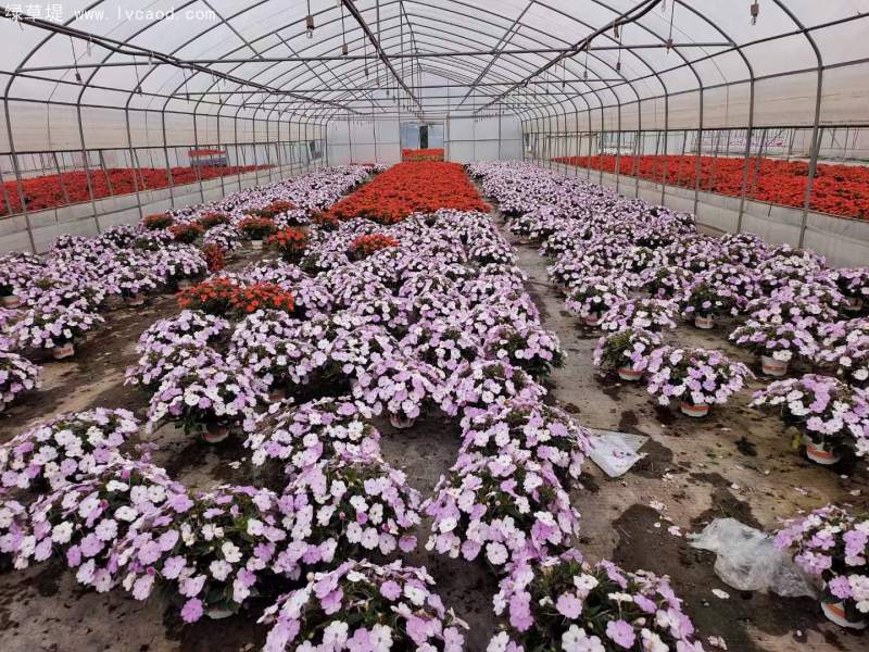 鳳仙花盆栽容器苗 鳳仙花盆栽容器苗