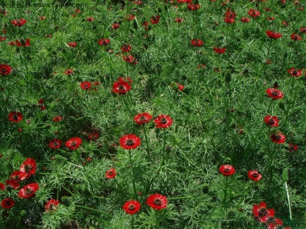 福壽花種子發(fā)芽出苗開花圖片 福壽花種子發(fā)芽出苗開花圖片