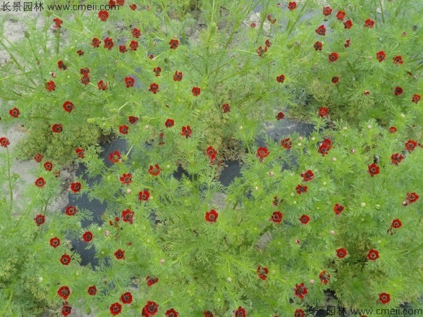 福壽花種子發(fā)芽出苗開花圖片 福壽花種子發(fā)芽出苗開花圖片