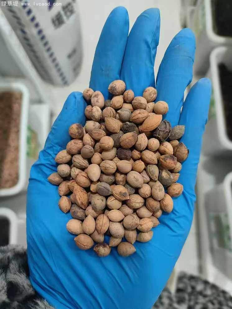 鈣果種子 鈣果種子