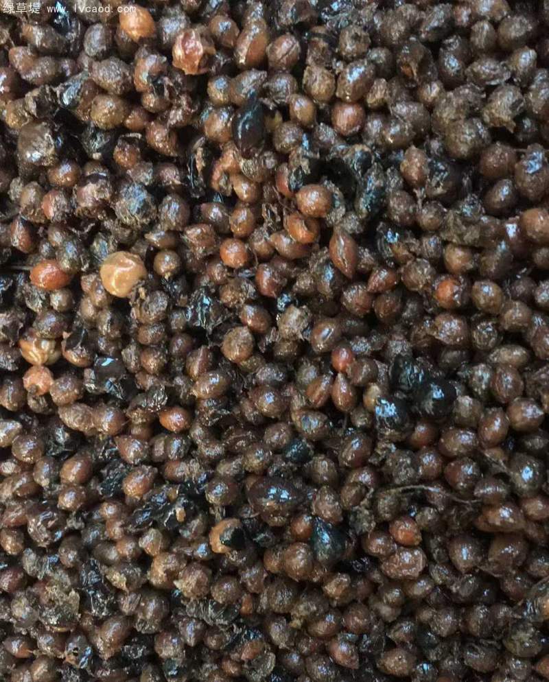 鈣果種子采收過程 鈣果種子采收過程