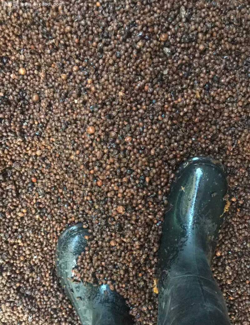 鈣果種子采收過程 鈣果種子采收過程