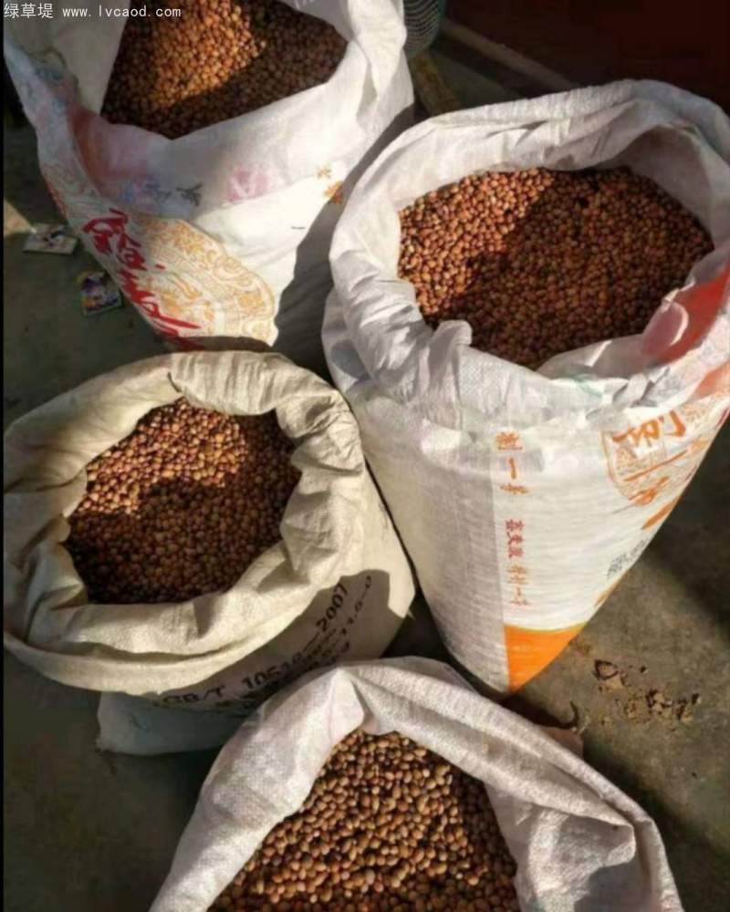 鈣果種子晾曬后期 鈣果種子晾曬后期