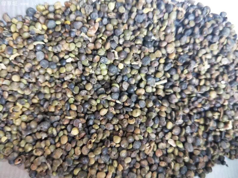 甘草種子 甘草種子