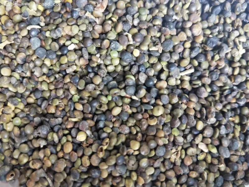 甘草種子 甘草種子