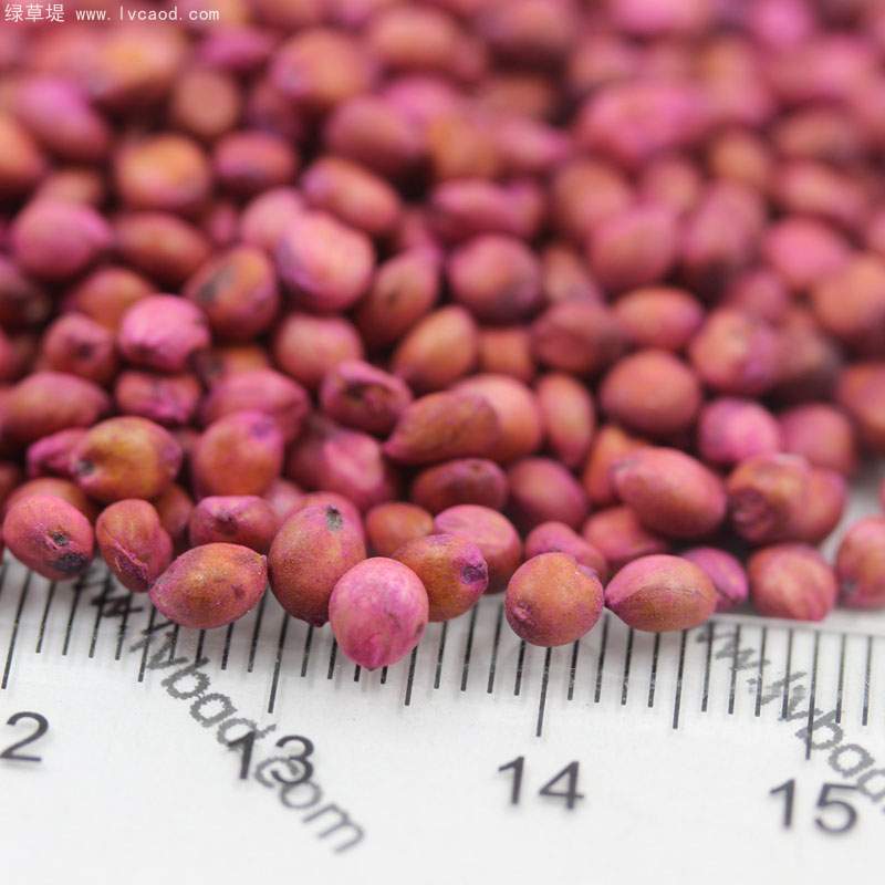 高丹草種子 高丹草種子