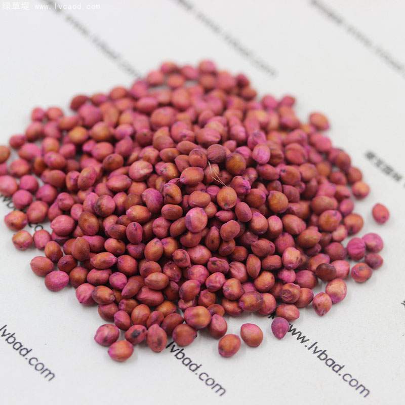 高丹草種子 高丹草種子