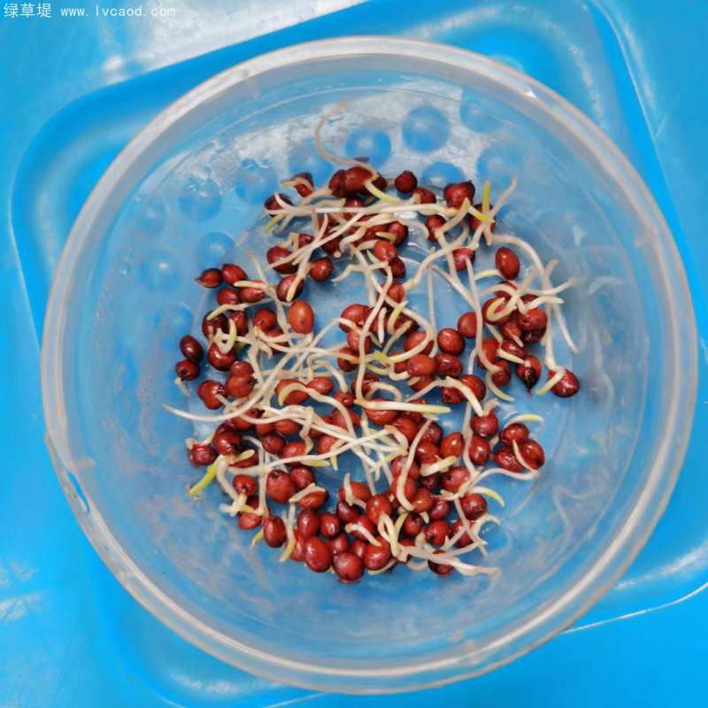 高丹草種子發(fā)芽實(shí)驗(yàn)過程 高丹草種子發(fā)芽實(shí)驗(yàn)過程