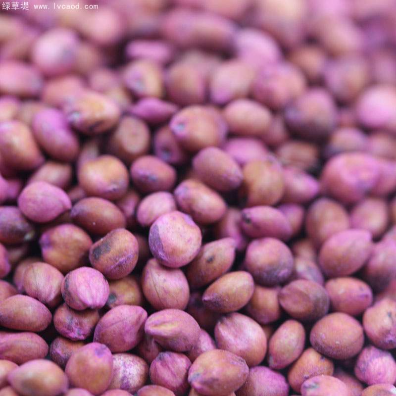 高丹草種子 高丹草種子