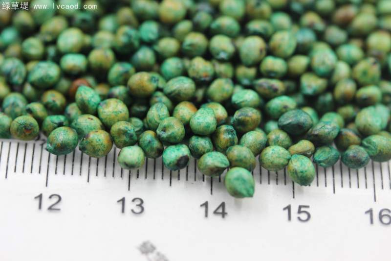 甜高粱種子 甜高粱種子