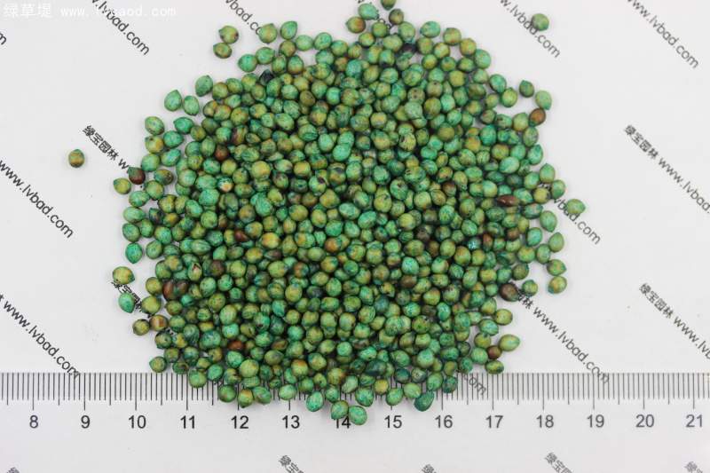 甜高粱種子 甜高粱種子