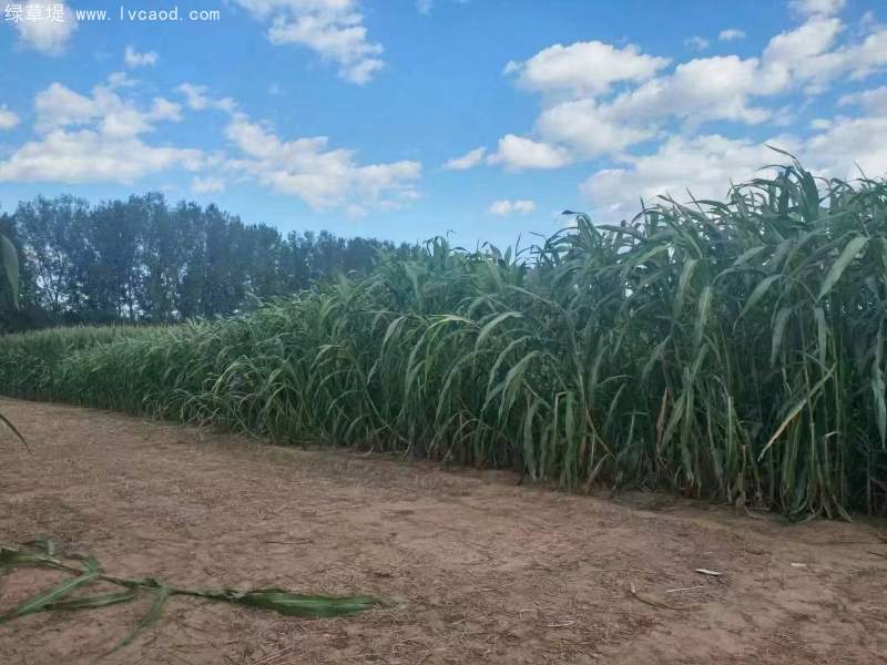 甜高粱葉片植株桿徑 甜高粱葉片植株桿徑