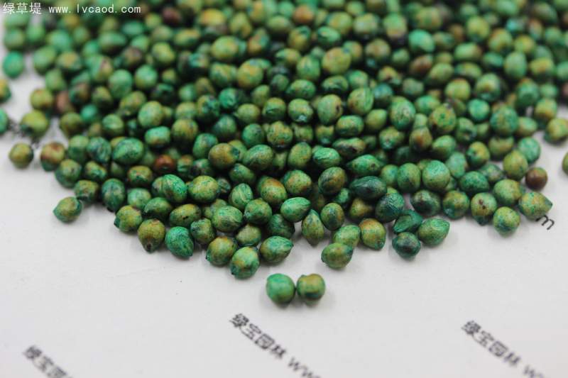 甜高粱種子 甜高粱種子