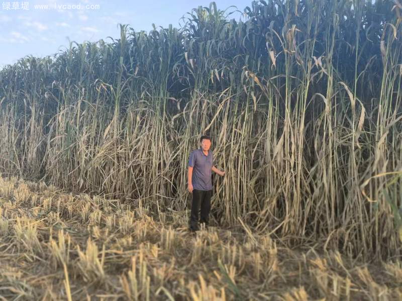 甜高粱葉片植株桿徑 甜高粱葉片植株桿徑