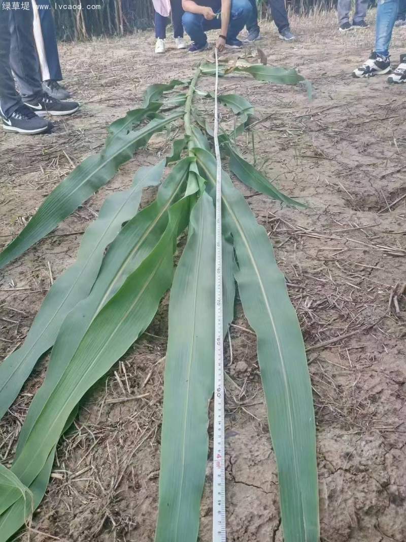 甜高粱葉片植株桿徑 甜高粱葉片植株桿徑