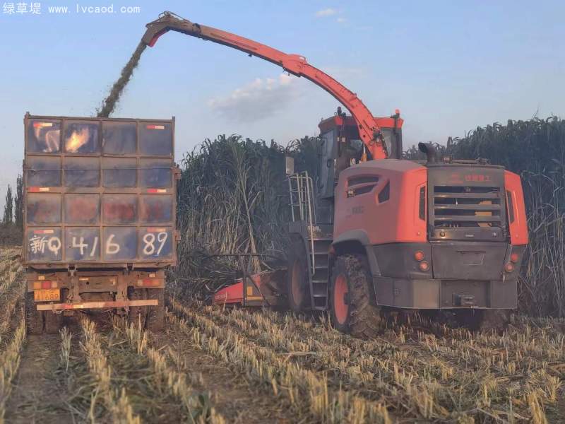 甜高粱全株青貯 甜高粱全株青貯