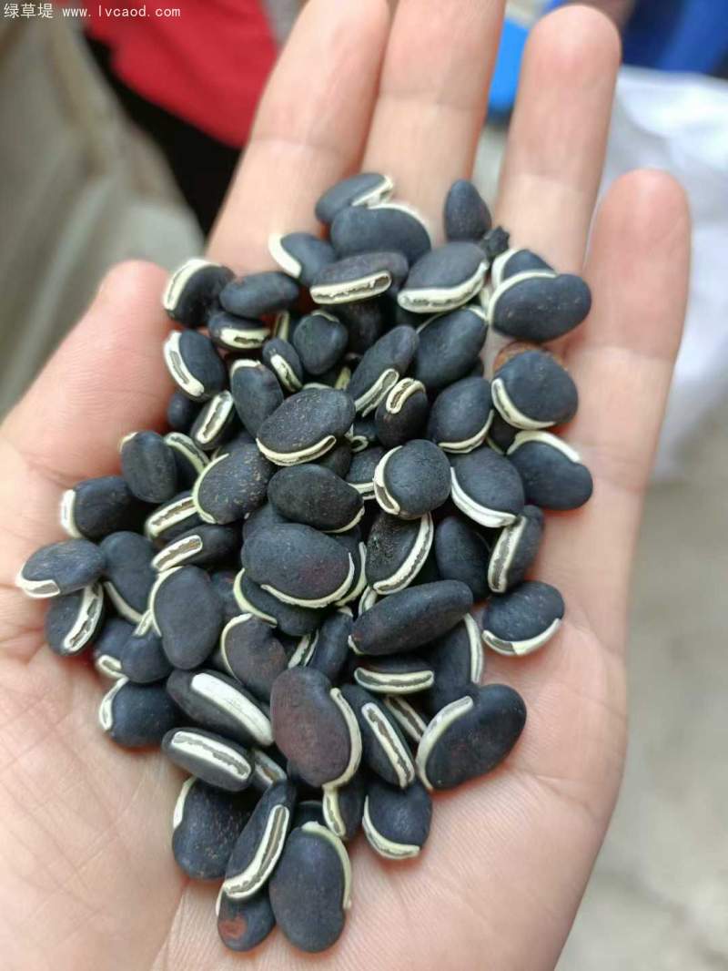 黑色葛藤種子 黑色葛藤種子