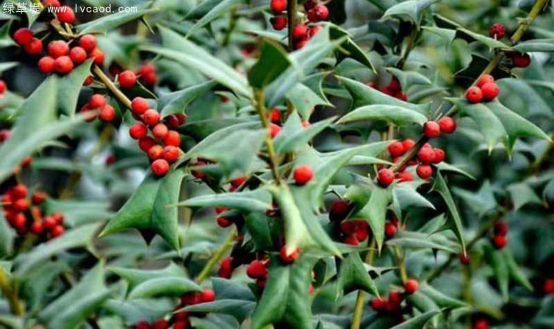 構(gòu)骨種子 構(gòu)骨種子