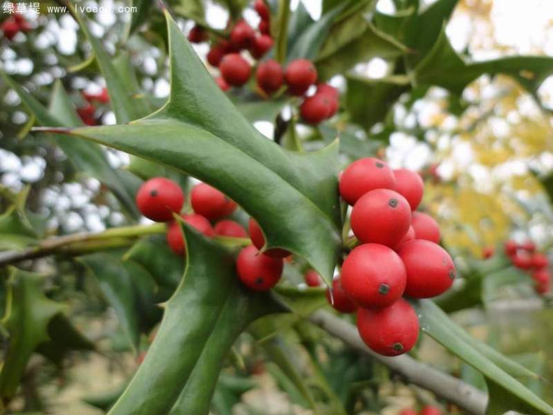 構(gòu)骨種子 構(gòu)骨種子