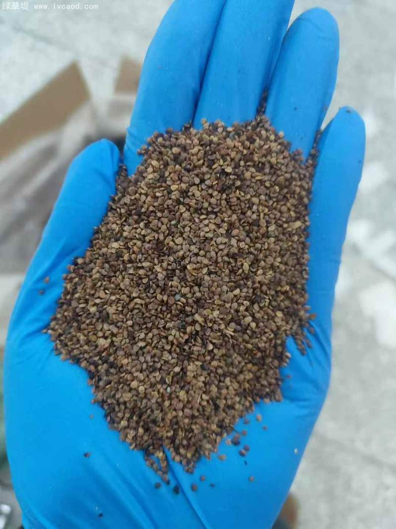 黑枸杞種子 黑枸杞種子