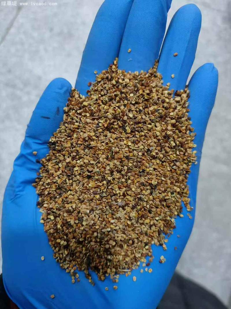 紅枸杞種子 紅枸杞種子