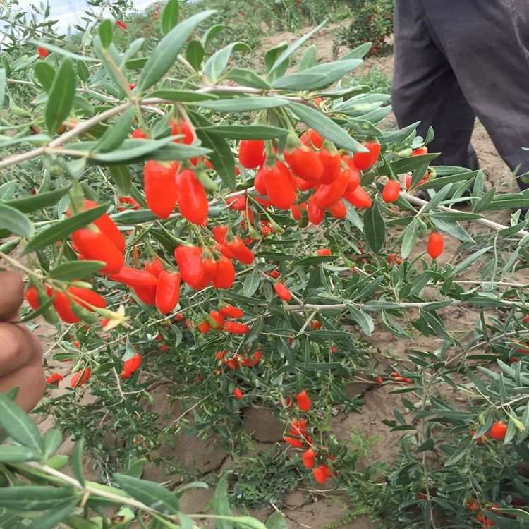 紅枸杞果子 紅枸杞果子