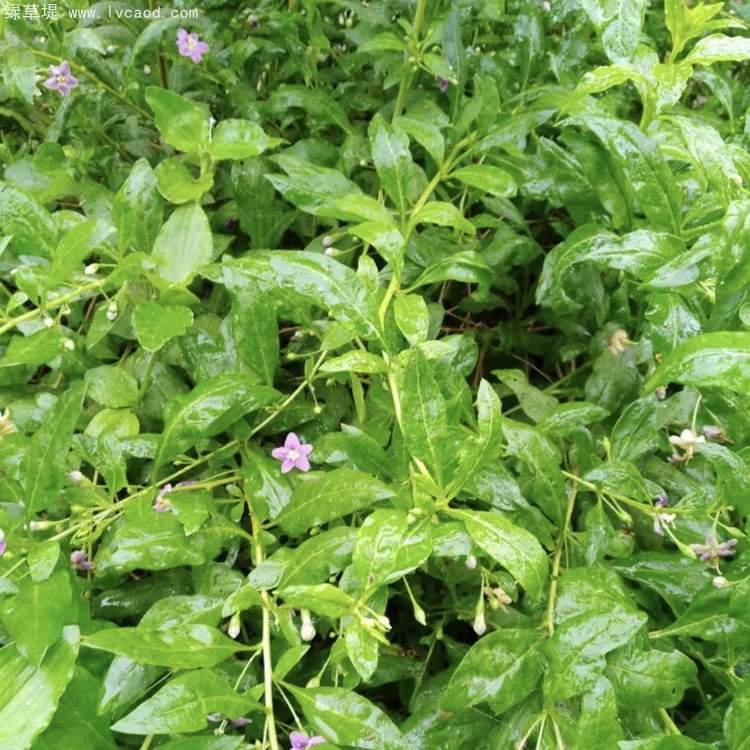 枸杞葉子和枸杞花朵 枸杞葉子和枸杞花朵