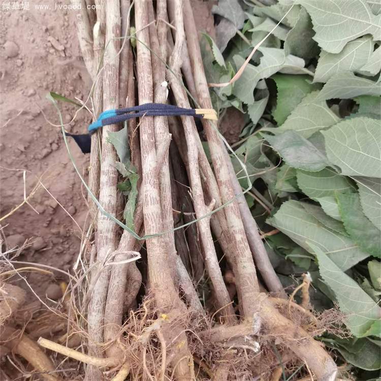 構(gòu)樹(shù)苗