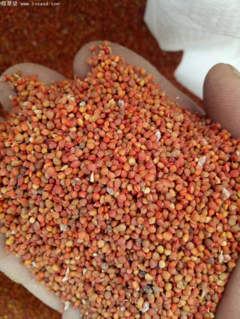 構(gòu)樹(shù)種子