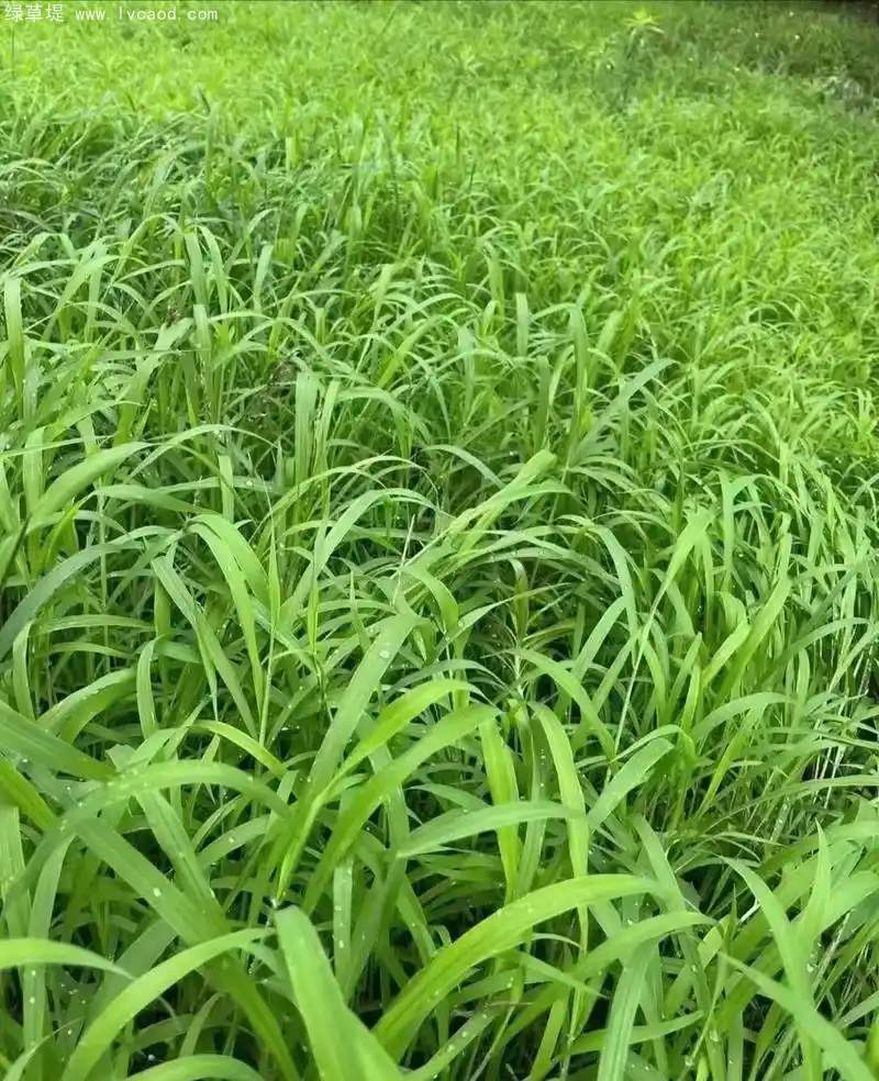 狗尾草葉子 狗尾草葉子