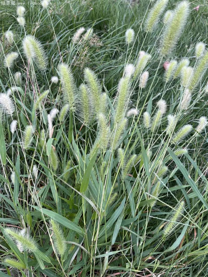 狗尾草花穗 狗尾草花穗