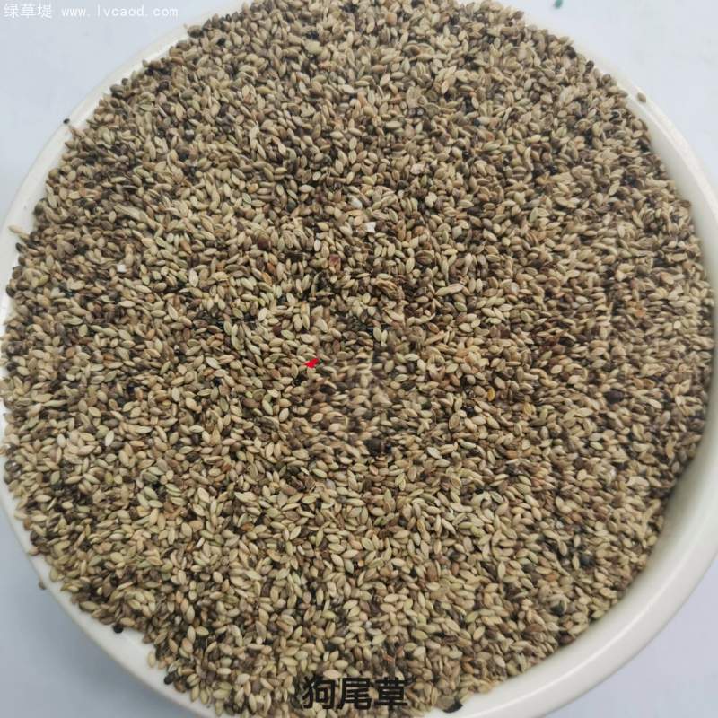 狗尾草種子 狗尾草種子