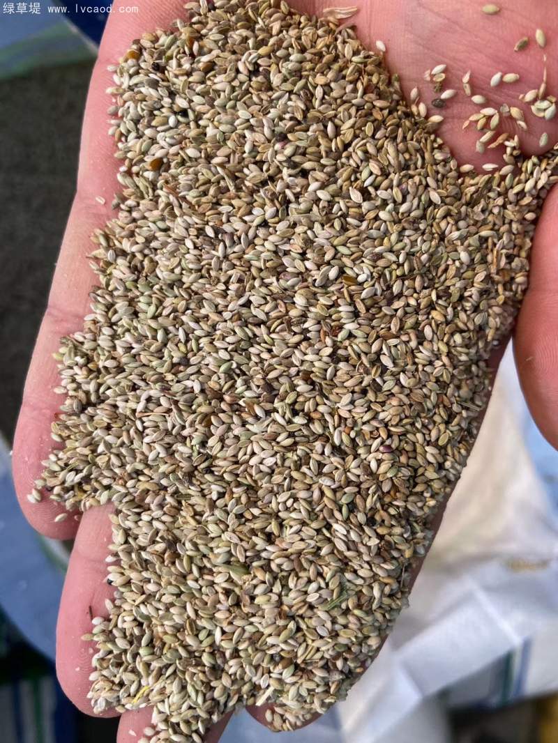 狗尾草種子 狗尾草種子