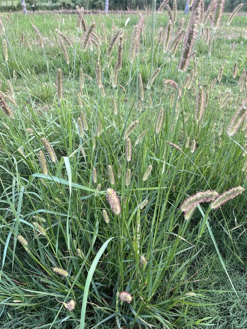 狗尾草花穗 狗尾草花穗