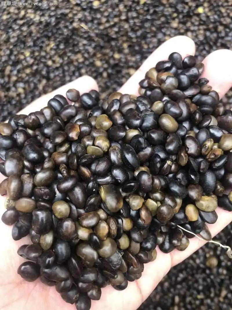 國槐種子 國槐種子