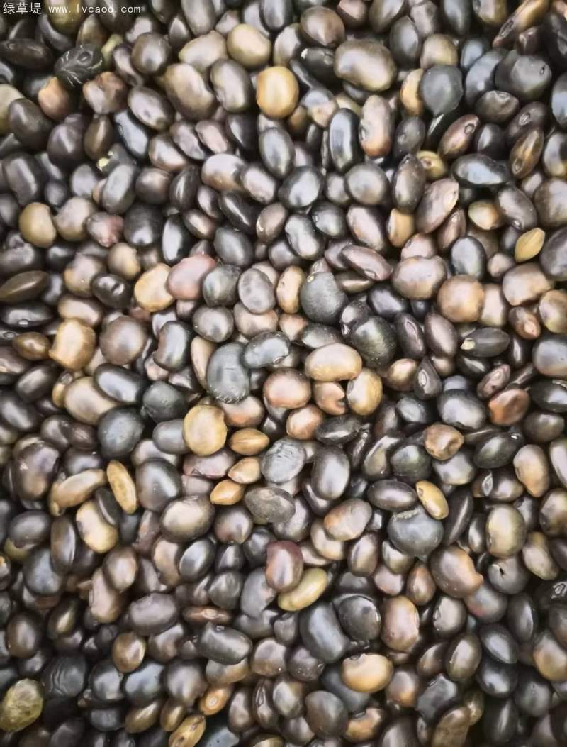 國槐種子 國槐種子